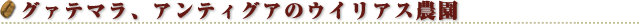 �O�@�e�}���A�A���e�B�O�A�̃E�C���A�X�_��