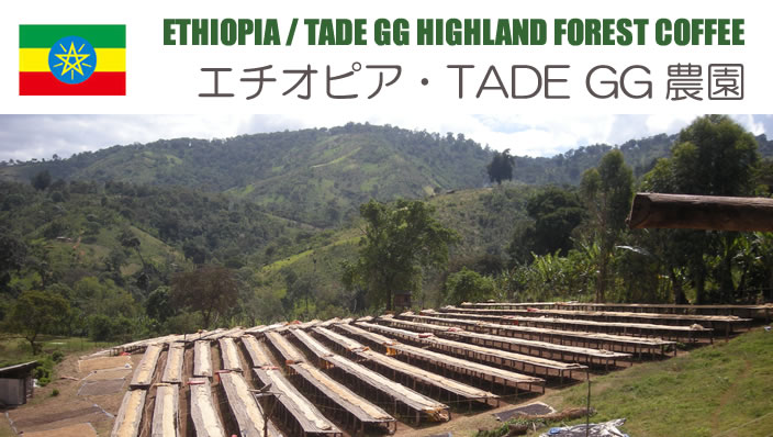 エチオピア・TADE GG農園