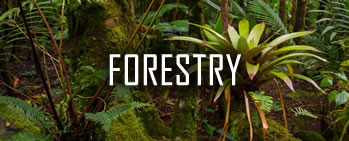 Rainforest Allicance【Forestry】