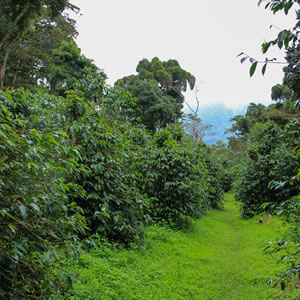 パナマ・グランデルバル農園